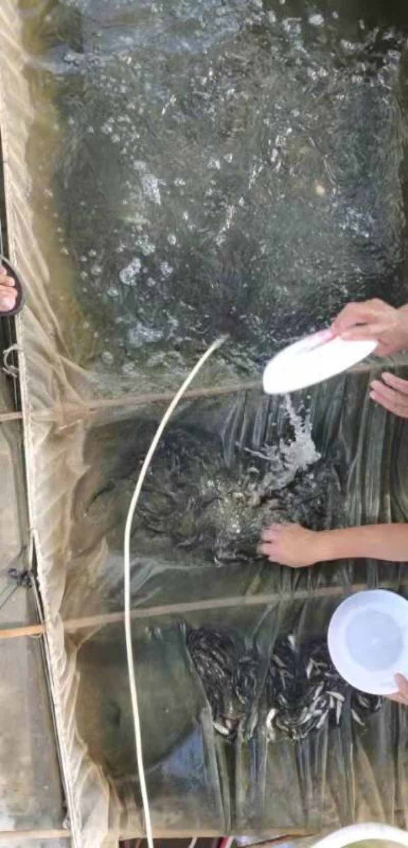 花鲢鱼苗、大头鱼苗。规格很漂亮的，价格实惠。