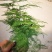 文竹铁杆文竹基地直接供应质量好价格低