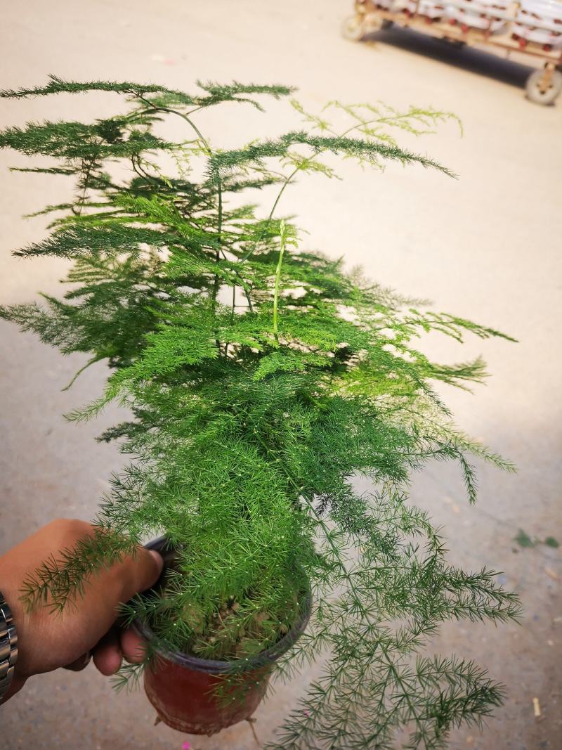 文竹铁杆文竹基地直接供应质量好价格低