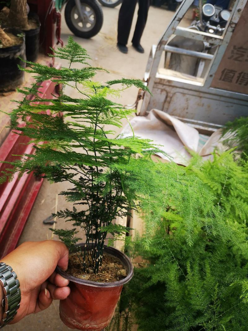 文竹铁杆文竹基地直接供应质量好价格低