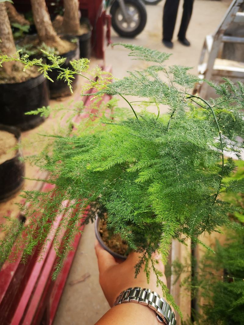 文竹铁杆文竹基地直接供应质量好价格低