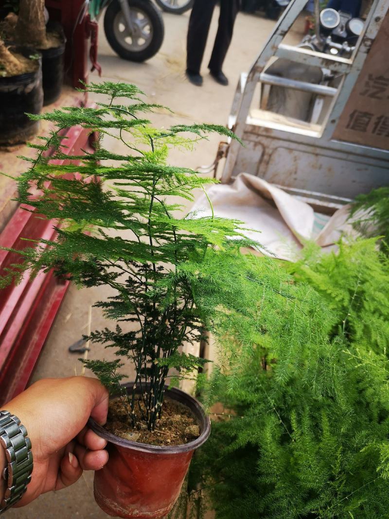 文竹铁杆文竹基地直接供应质量好价格低
