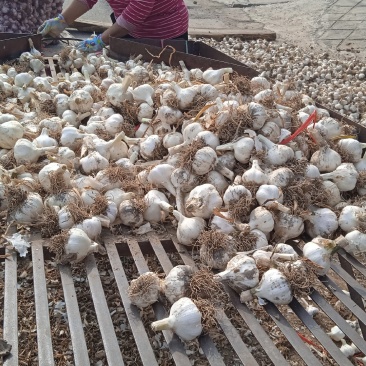 山东省济南市莱芜区白皮蒜种即将大量上市欢迎大家提前订购