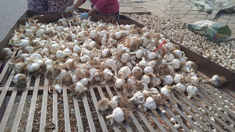 山东省济南市莱芜区白皮蒜种即将大量上市欢迎大家提前订购