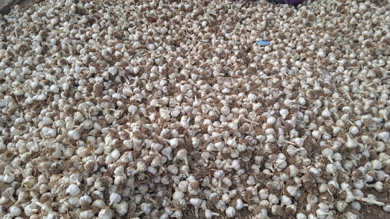 山东省济南市莱芜区白皮蒜种即将大量上市欢迎大家提前订购