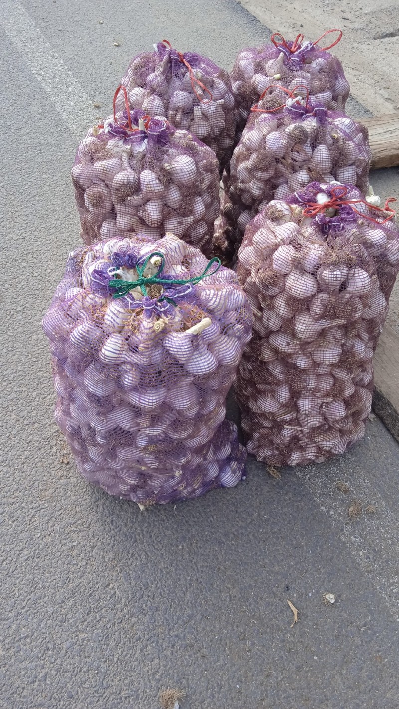 山东省济南市莱芜区白皮蒜种即将大量上市欢迎大家提前订购