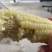 本地糯玉米牛奶玉米