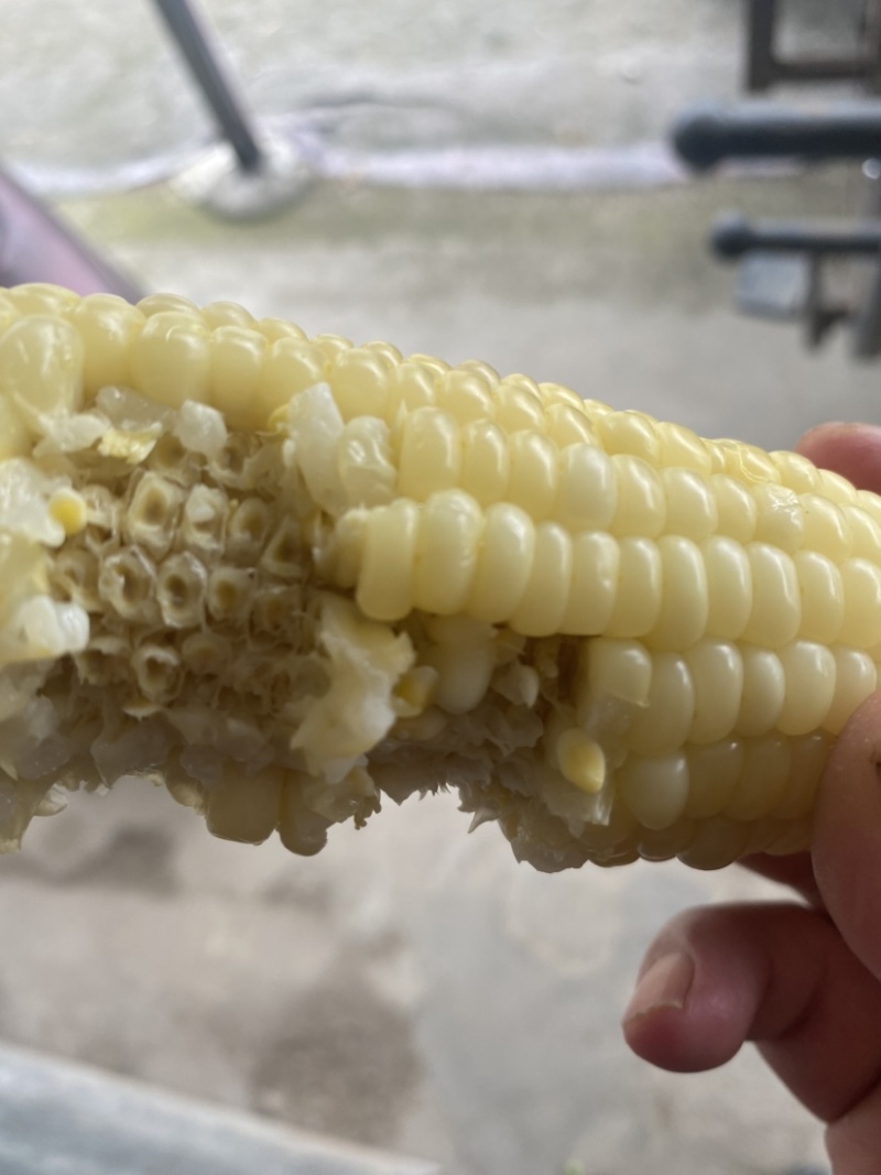 本地糯玉米牛奶玉米