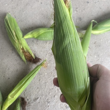 本地糯玉米牛奶玉米