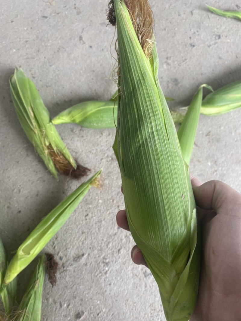 本地糯玉米牛奶玉米