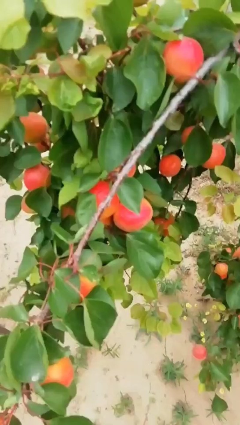 丰源红杏，馆陶县众康果品站，大量供应凯特杏