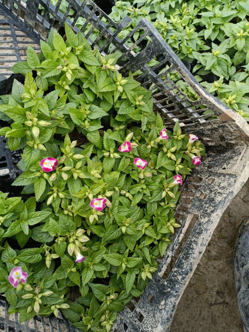 夏堇