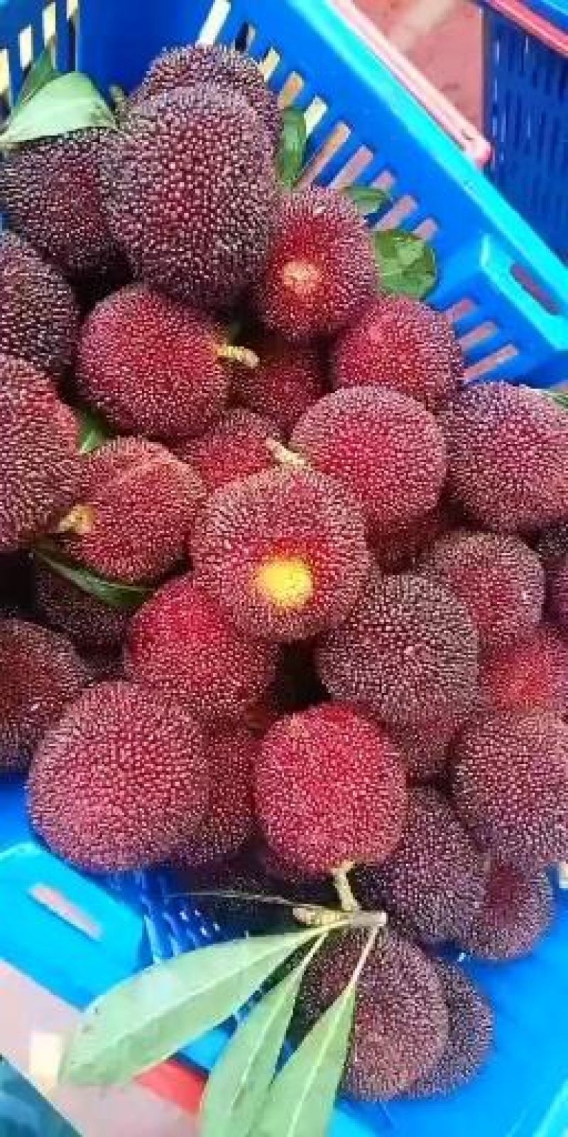 顺丰包邮农家产地直销新鲜大粒乌杨梅肉厚汁多