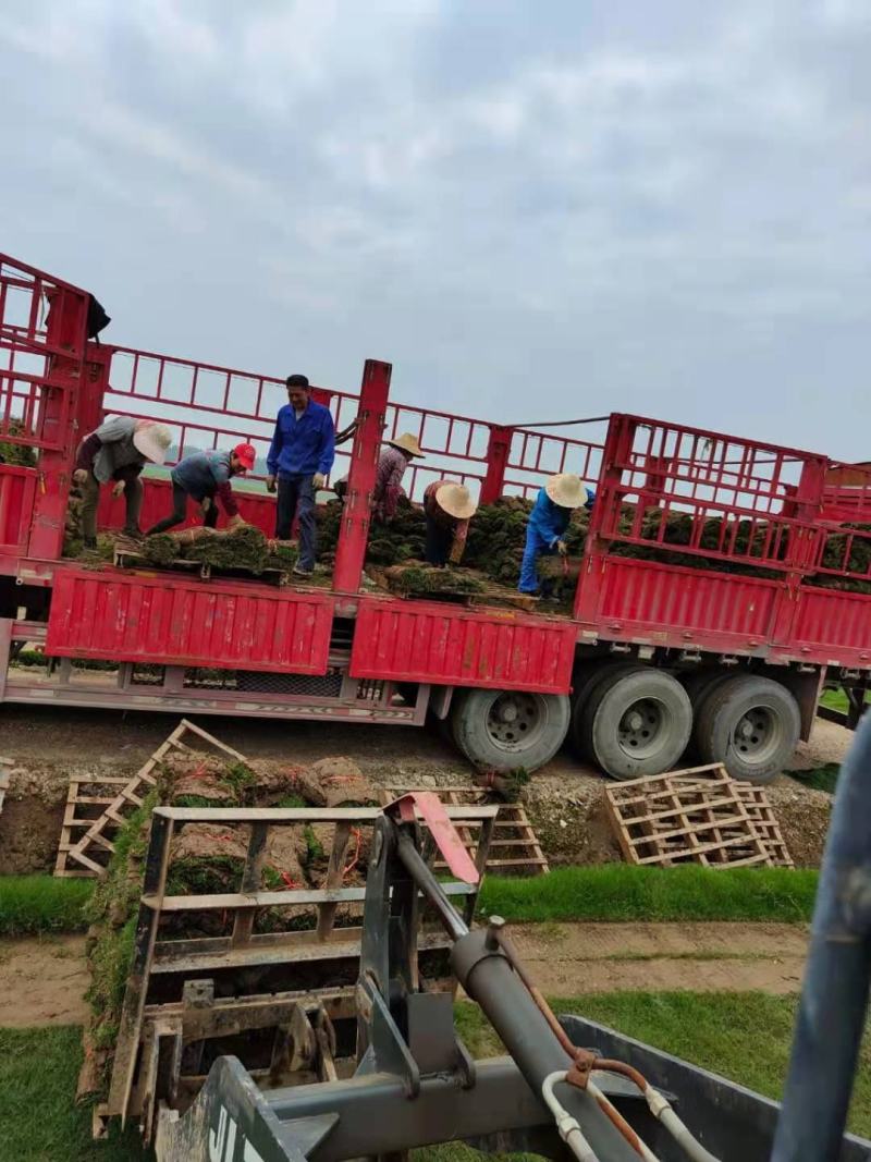 百慕大，精品百慕大，湖北百慕大，实地考察，量大从优