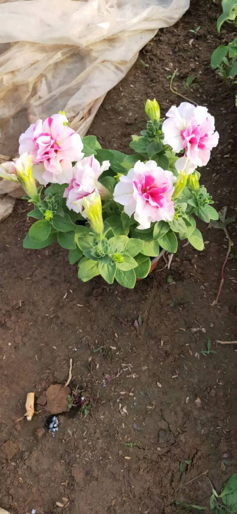 重瓣牵牛，混色发货花头大漂亮好卖，一手货源