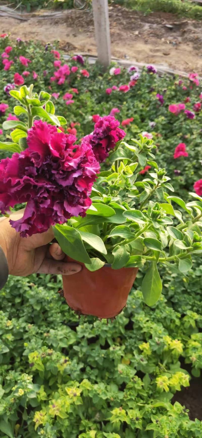重瓣牵牛，混色发货花头大漂亮好卖，一手货源