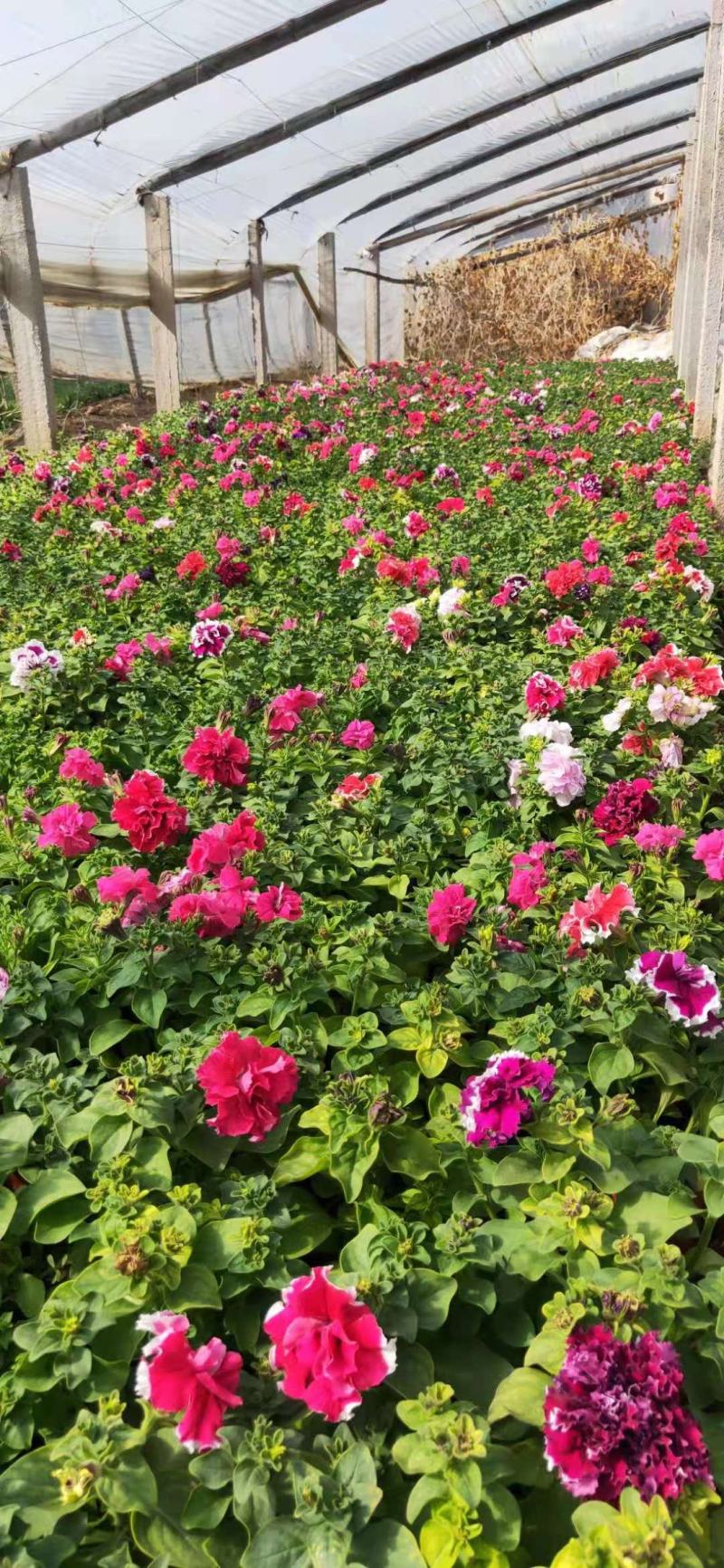 重瓣牵牛，混色发货花头大漂亮好卖，一手货源