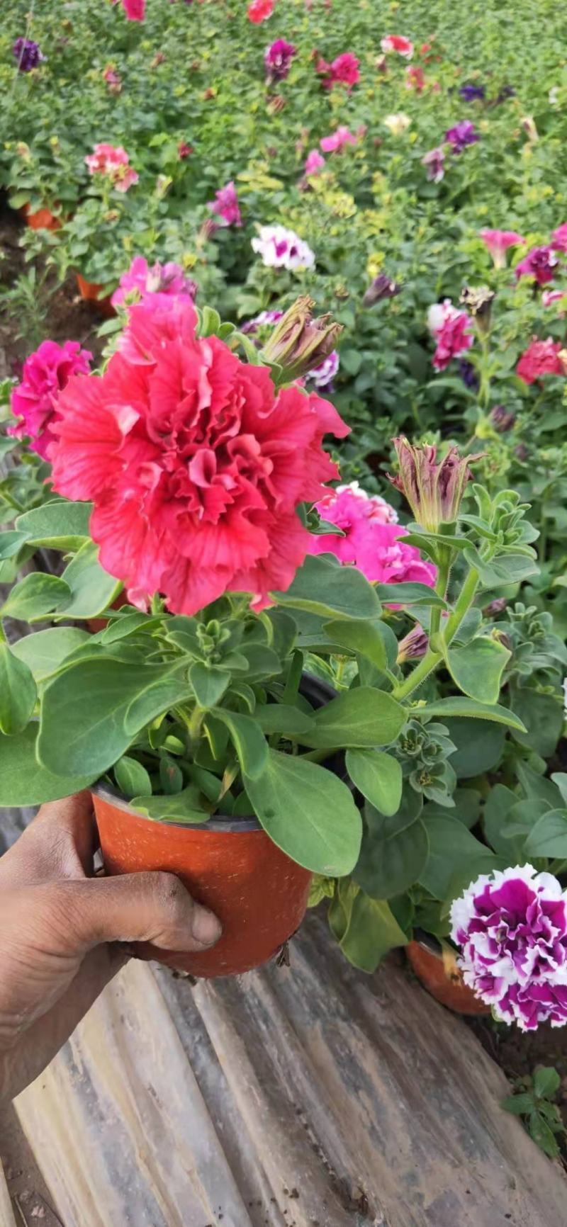 重瓣牵牛，混色发货花头大漂亮好卖，一手货源