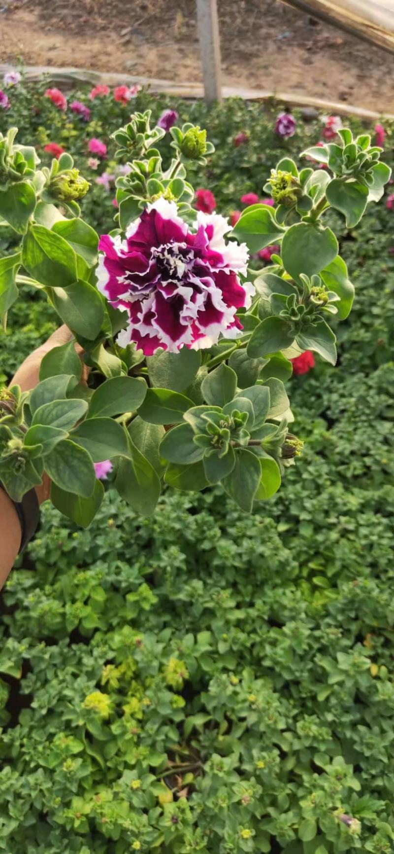 重瓣牵牛，混色发货花头大漂亮好卖，一手货源