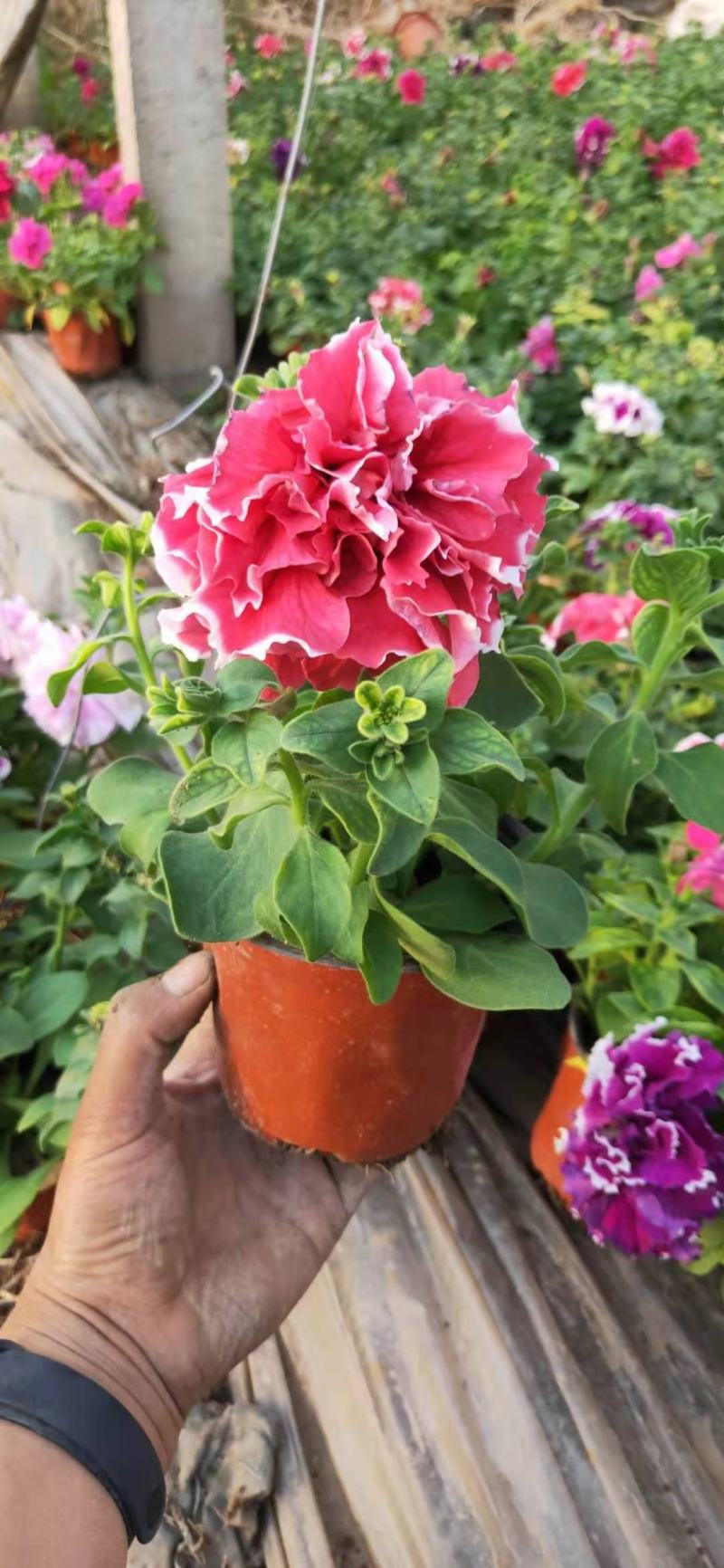重瓣牵牛，混色发货花头大漂亮好卖，一手货源