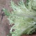 云南产区精品蔬菜合作社产地直销提供优质货源，水菜，特菜，