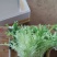 云南产区精品蔬菜合作社产地直销提供优质货源，水菜，特菜，
