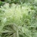 云南产区精品蔬菜合作社产地直销提供优质货源，水菜，特菜，