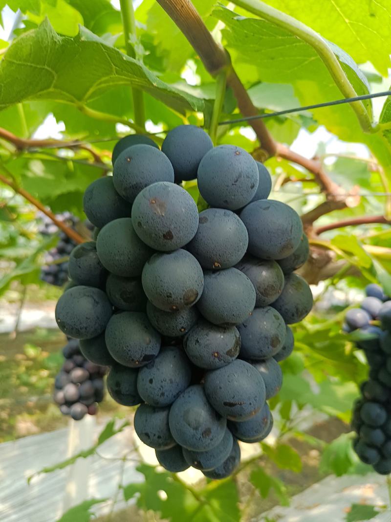 早夏，夏黑颗粒大口感好果粉好