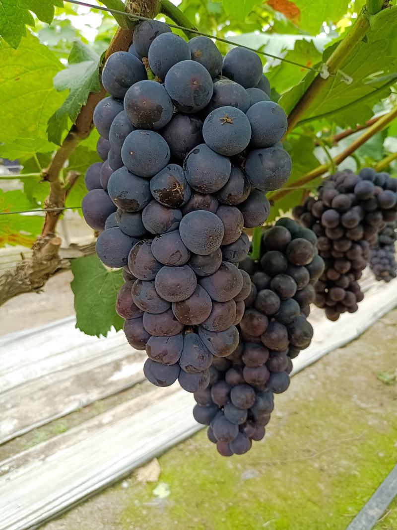 早夏，夏黑颗粒大口感好果粉好