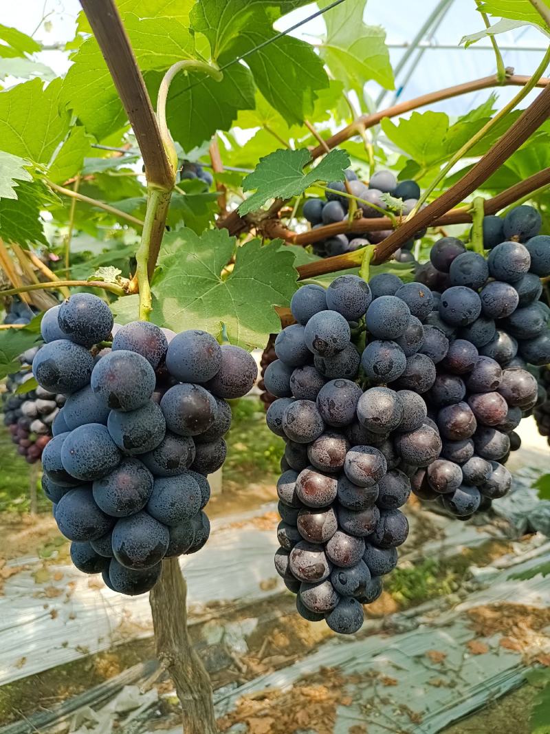 早夏，夏黑颗粒大口感好果粉好