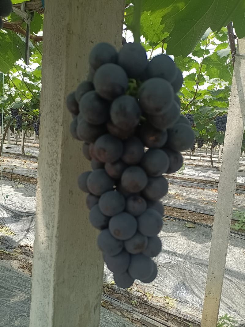 早夏，夏黑颗粒大口感好果粉好