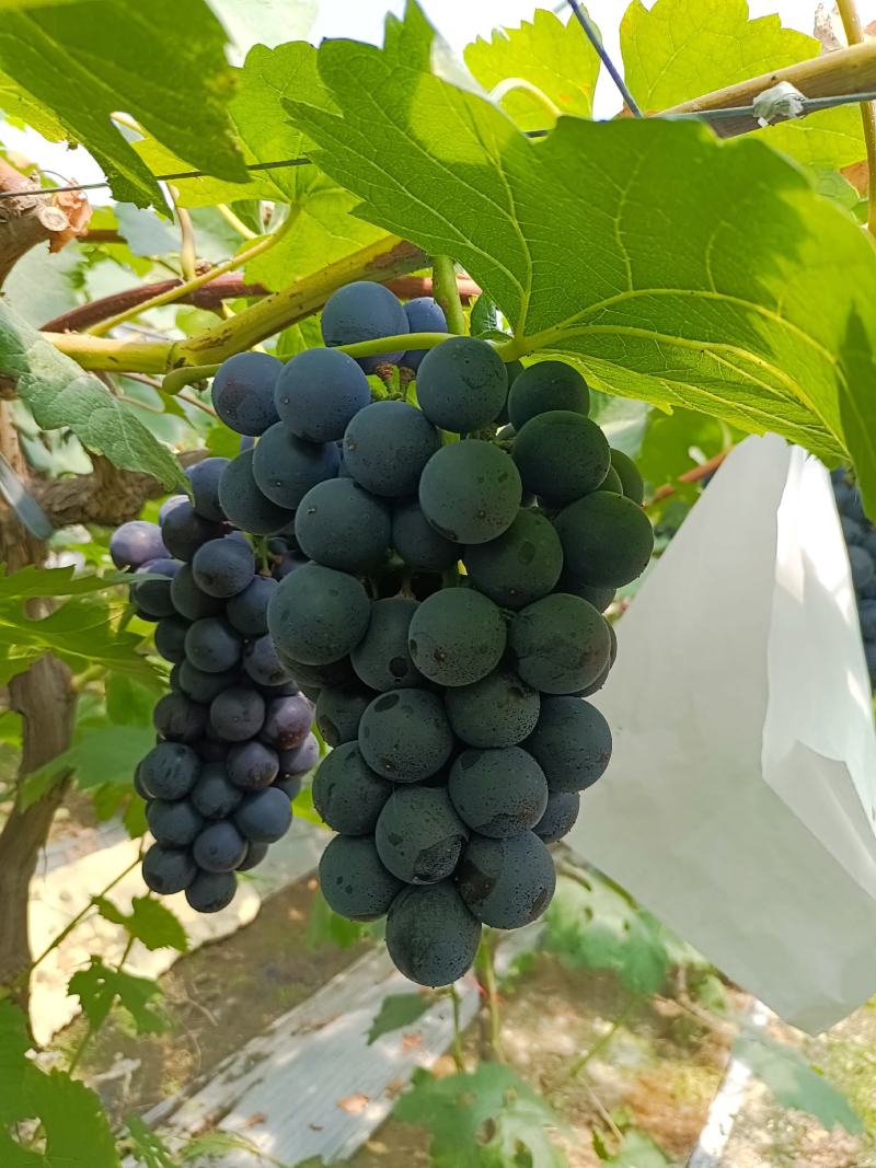 早夏，夏黑颗粒大口感好果粉好