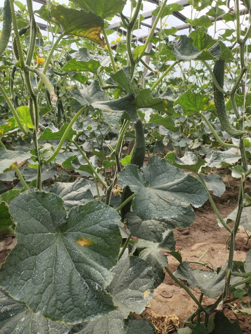 精品香菜上市了，叶绿，根粗，大叶，香菜精品