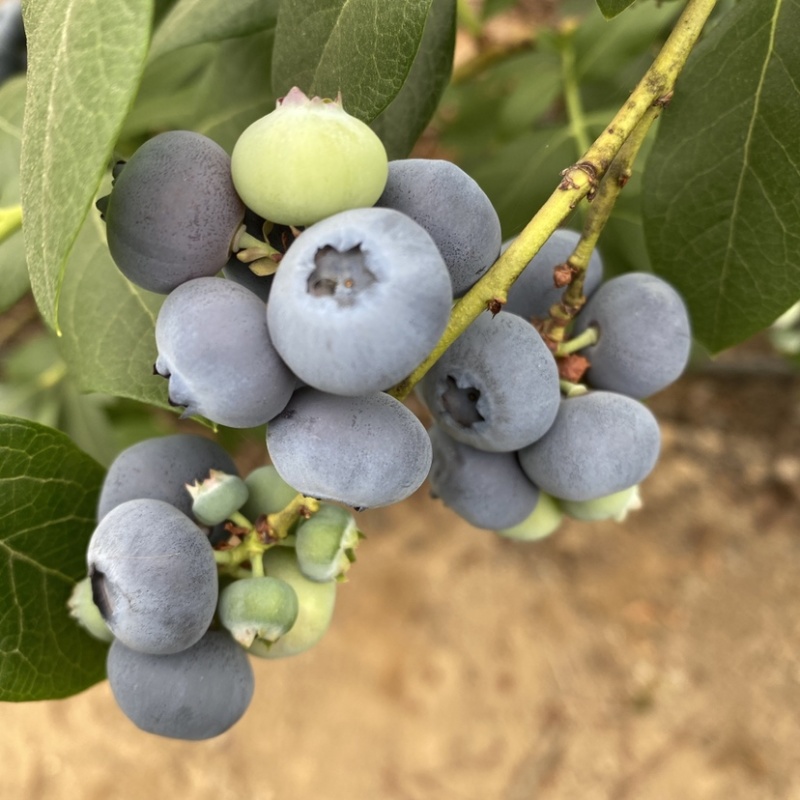 蓝莓，山东蓝莓头茬公爵奥尼尔薄雾莱克西大量上市