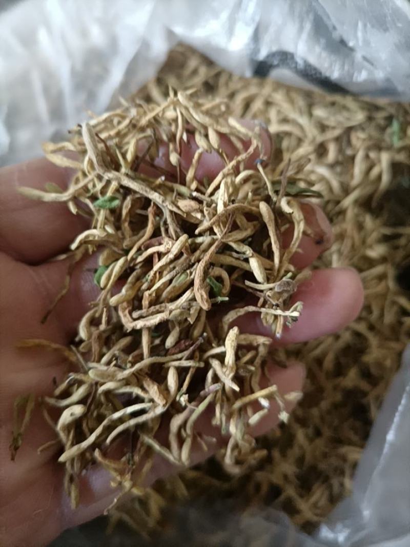 非种植金银花，全部是老农户外山坡荒地采摘，生长期长。