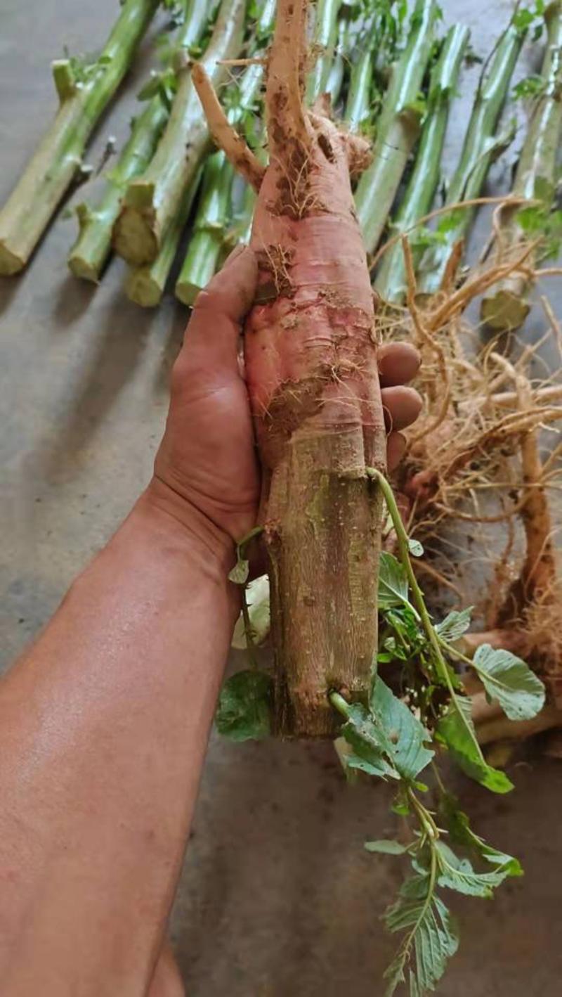 刺苋根刺苋头马齿苋头汉菜茎汉菜头