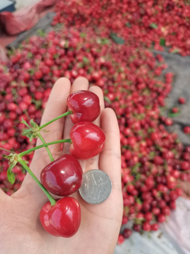沂蒙山大樱桃，红灯，蜜枣，乌克兰，多种品种。
