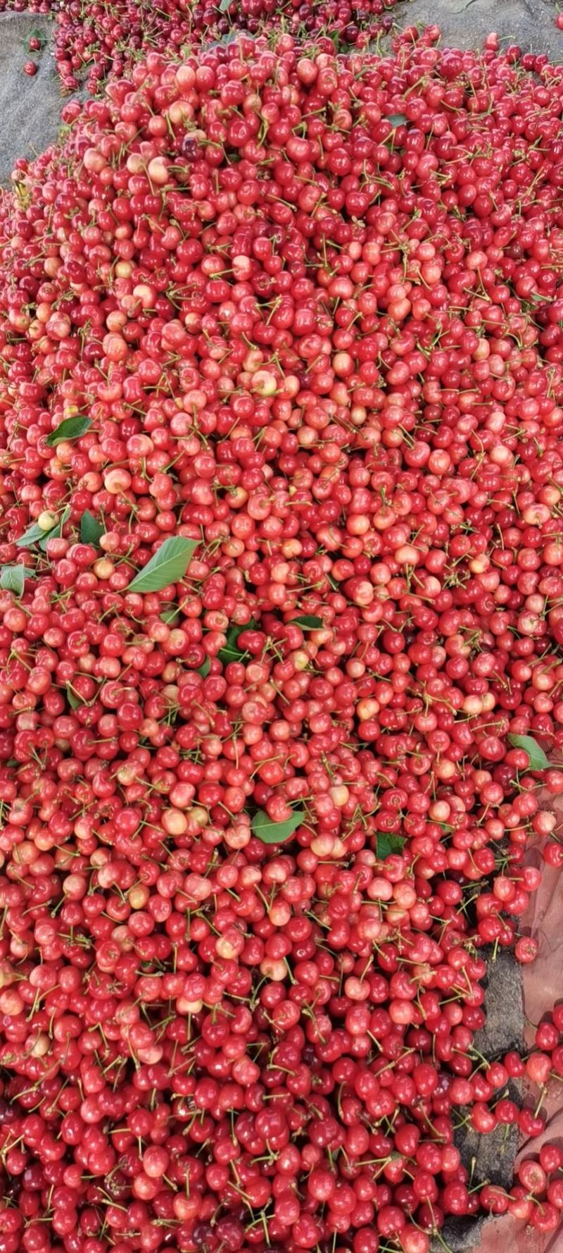 沂蒙山大樱桃，红灯，蜜枣，乌克兰，多种品种。