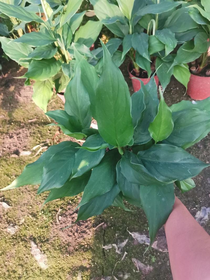 万年青，基地直销，120盆装，一万盆左右可视频看货