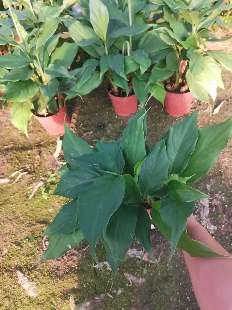万年青，基地直销，120盆装，一万盆左右可视频看货