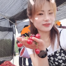 沂蒙山大樱桃，红灯，蜜枣，乌克兰，多种品种。