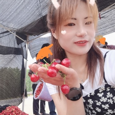 沂蒙山大樱桃，红灯，蜜枣，乌克兰，多种品种。