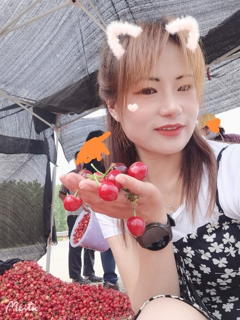 沂蒙山大樱桃，红灯，蜜枣，乌克兰，多种品种。