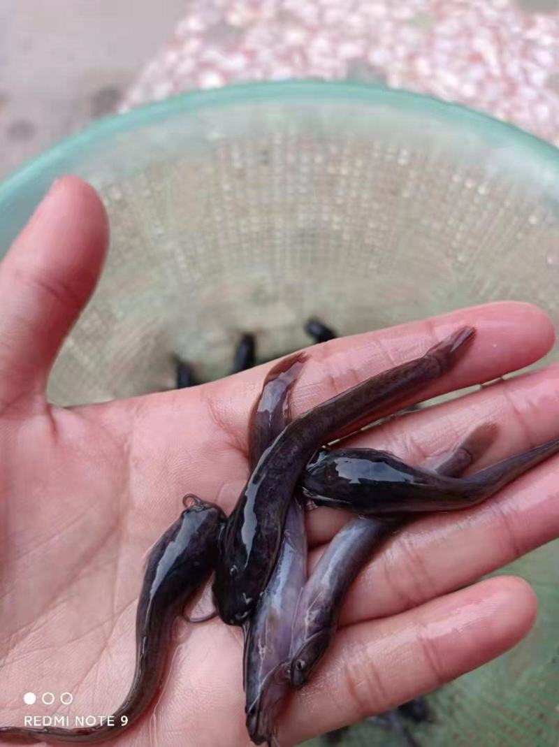 埃及鱼苗，胡子鲶鱼苗塘角苗大口鲶鱼苗塘鲺鱼苗全国发货