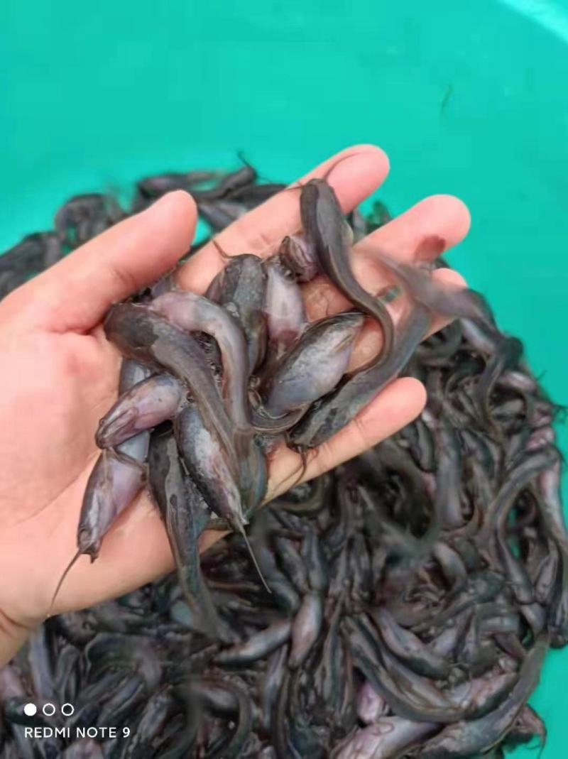 埃及鱼苗，胡子鲶鱼苗塘角苗大口鲶鱼苗塘鲺鱼苗全国发货