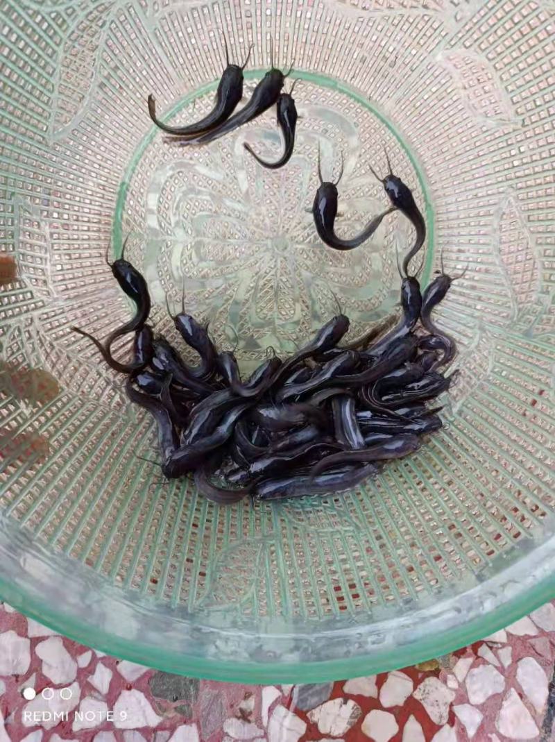 埃及鱼苗，胡子鲶鱼苗塘角苗大口鲶鱼苗塘鲺鱼苗全国发货