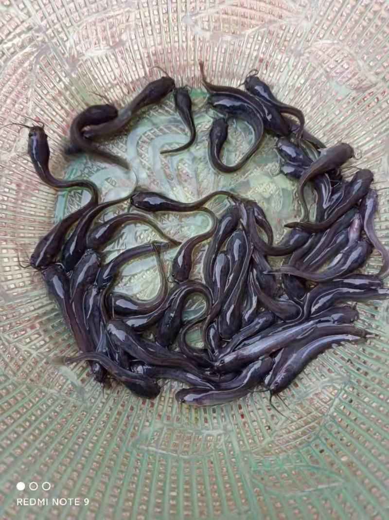埃及鱼苗，胡子鲶鱼苗塘角苗大口鲶鱼苗塘鲺鱼苗全国发货