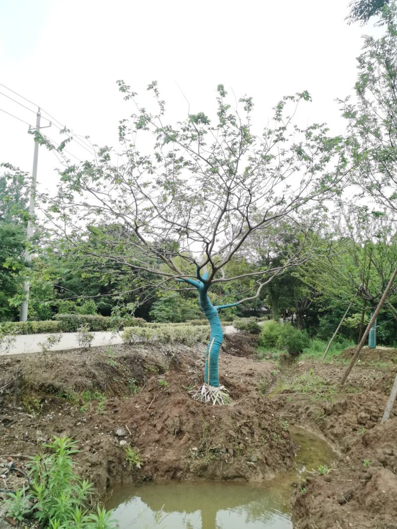 假植熟苗朴树乌桕20~35公分庭院别墅绿化植物工程景观绿化苗