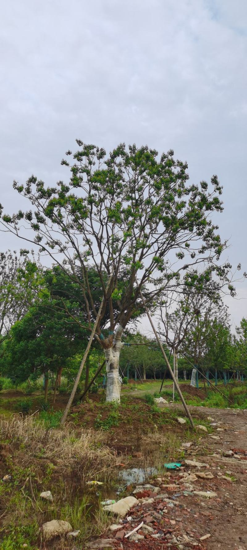 假植熟苗朴树乌桕20~35公分庭院别墅绿化植物工程景观绿化苗