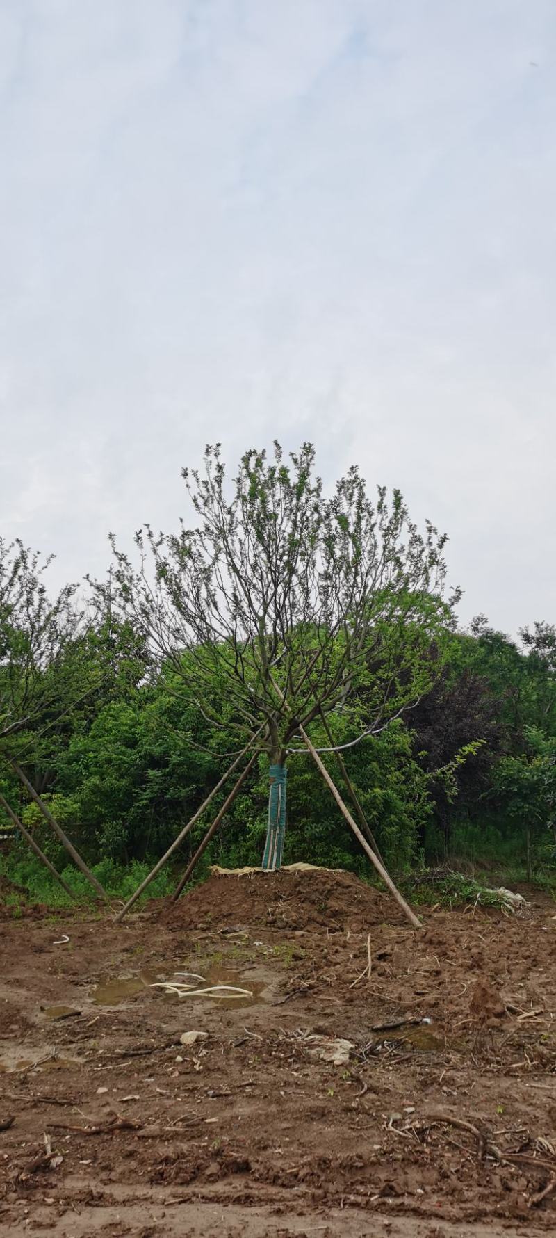 假植熟苗朴树乌桕20~35公分庭院别墅绿化植物工程景观绿化苗